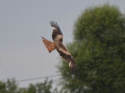 Kite Circling